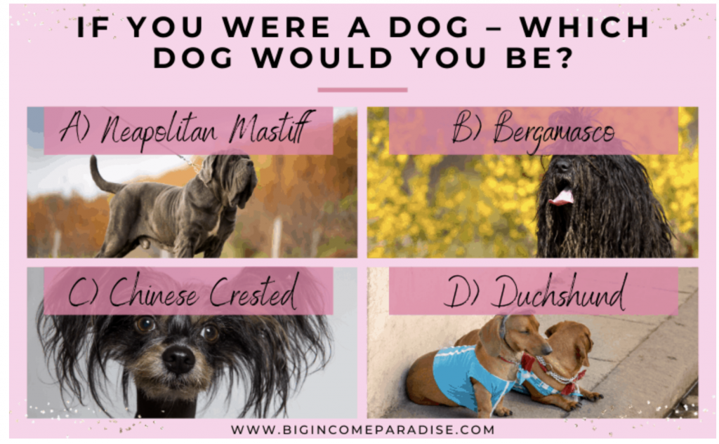 A poll with four dogs asking which dog would you be.